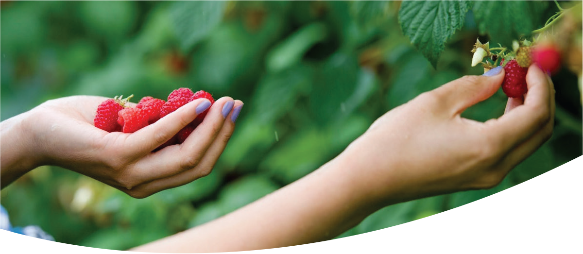 Growing Organic Food Blog